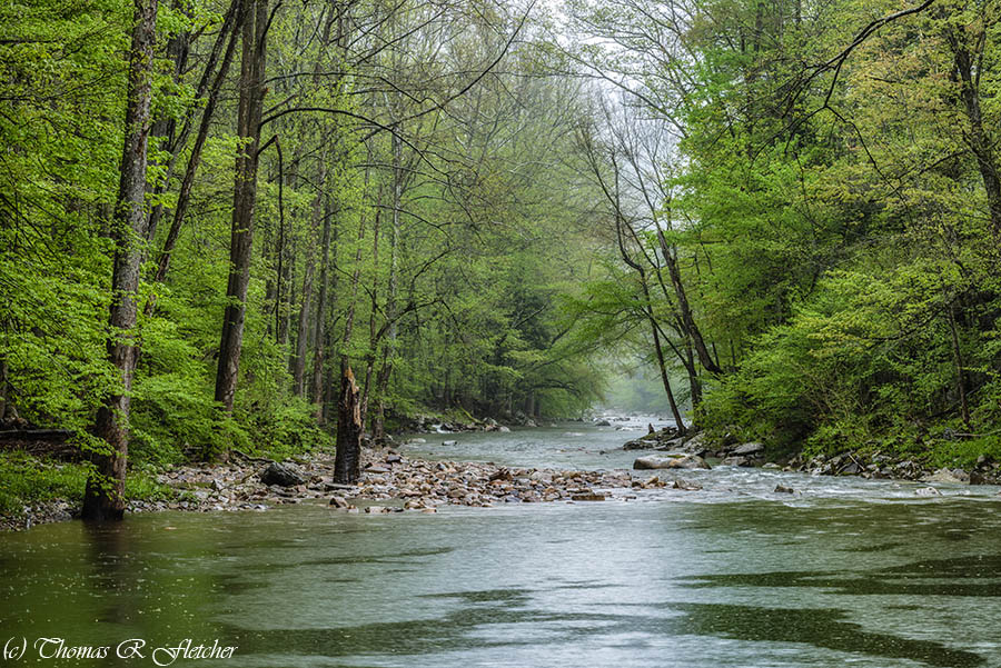 '... in a Spring Rain'
#ElkRiver #AlmostHeaven #WestVirginia #Highlands #weather #Rain #StormHour #ThePhotoHour