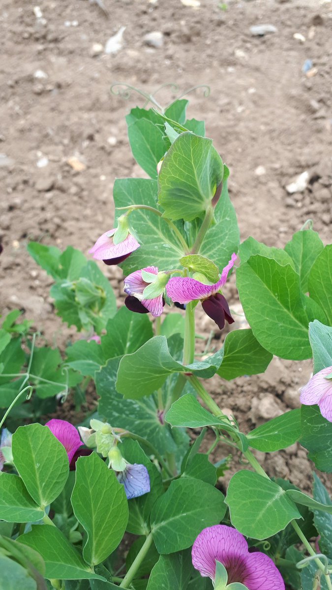 Laura Bouvet tweet media