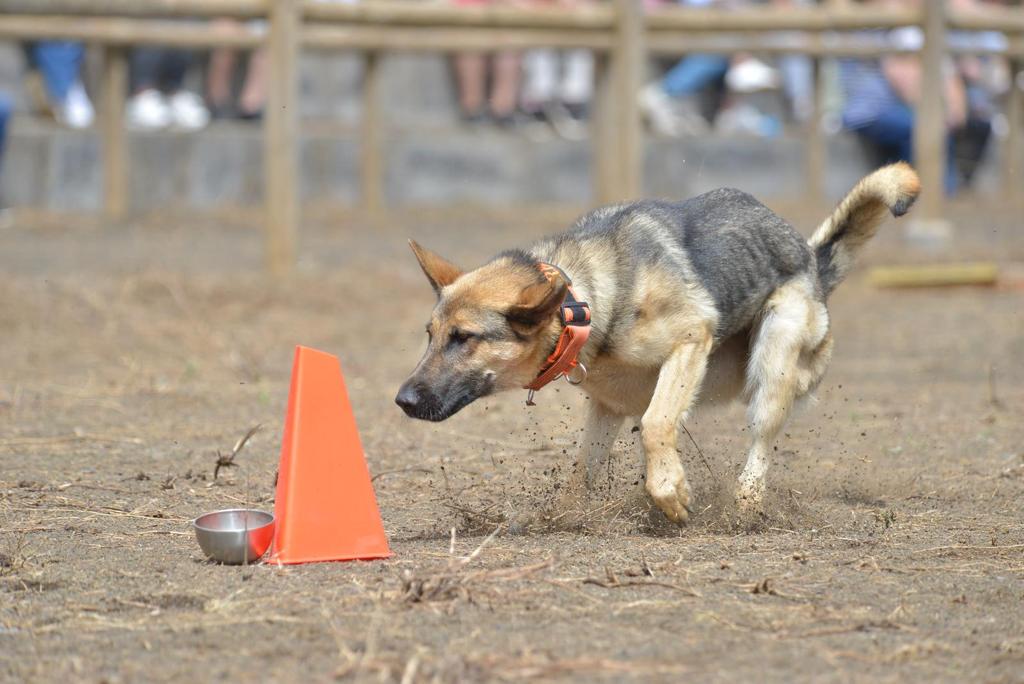 Cave Canem Sport tweet media