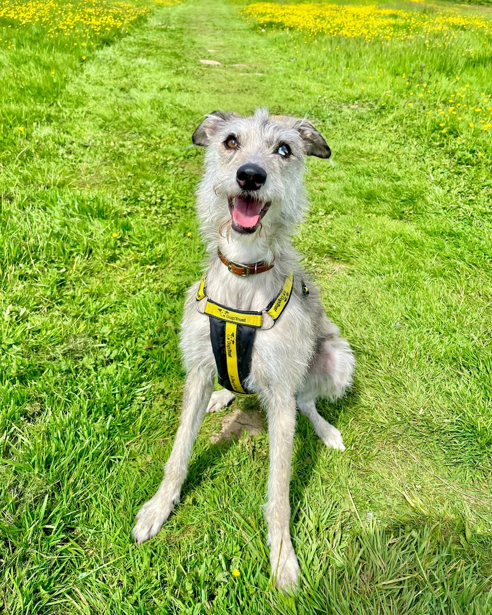 Awww... Willow is hiding in the grass this morning! 😍

Swipe 👈 to see her full beauty...🥰🥰🥰

Meet her👉 bit.ly/45u05lu

#Lurcher #LurcherRescue #AdoptDontShop #INeedAHome #rehome #AdoptADog  #DogOfTheDay #FunInTheSun #Leeds @DogsTrust
