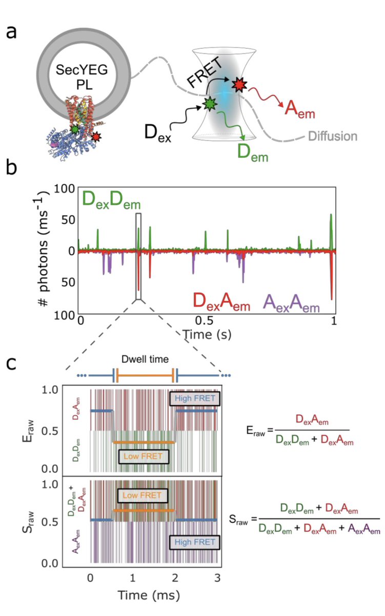 Ian Collinson (@ianofbristol) on Twitter photo Check out our new pre-print on the bacterial secretion machinery
Amazing collaboration <a href="/LabCollinson/">Collinson Lab</a> <a href="/RadfordLab/">RadfordLab</a> Roman Tuma & <a href="/fessl_lab/">Fessl Lab</a>
Achieved through the talents and years of hard work by <a href="/J_A_Crossley/">Joel Crossley</a> Will Allen & <a href="/DanielWWatkins/">Dan Watkins</a>
Funded by @bbsrc 😊
doi.org/10.1101/793943 Check out our new pre-print on the bacterial secretion machinery
Amazing collaboration <a href="/LabCollinson/">Collinson Lab</a> <a href="/RadfordLab/">RadfordLab</a> Roman Tuma & <a href="/fessl_lab/">Fessl Lab</a>
Achieved through the talents and years of hard work by <a href="/J_A_Crossley/">Joel Crossley</a> Will Allen & <a href="/DanielWWatkins/">Dan Watkins</a>
Funded by @bbsrc 😊
doi.org/10.1101/793943