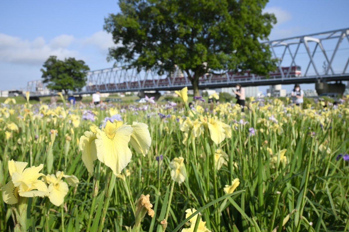perin122's tweet photo. 【自己紹介】
菜の花体操を踊れない千葉県民です。
鉄道やラーメンが好きで、ちょくちょくカメラを持ってはあちこちおでかけします。
その他私のアカウントはリプ欄に掲載していますのでよければフォローお願いいたします🙏🙇‍♂️ https://t.co/d0Ao2LITCE