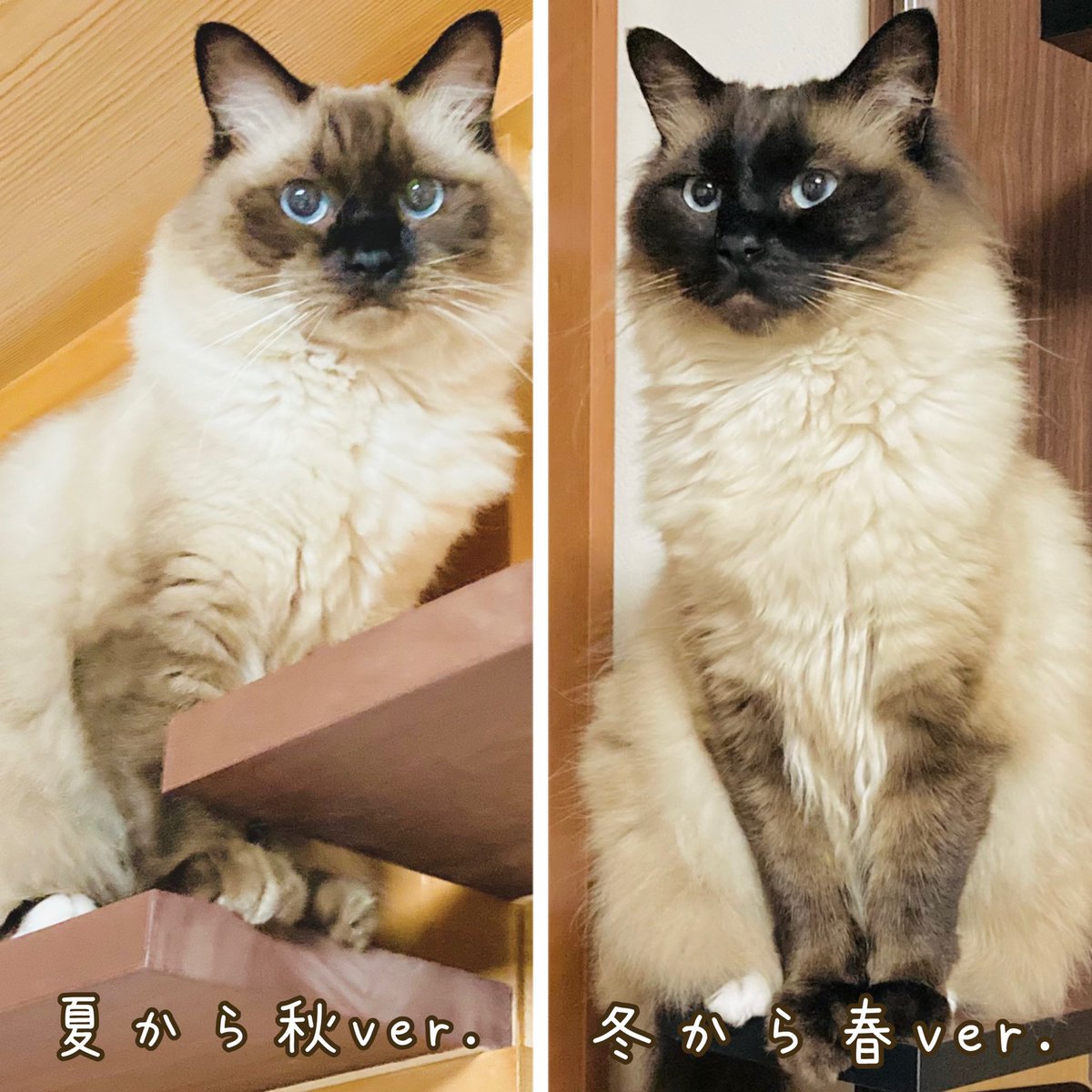 おまとめ中　ジャンピング猫温度で色変化 季節によって変化するシャム猫色🥰 写真にゃらべると分かりやすいね