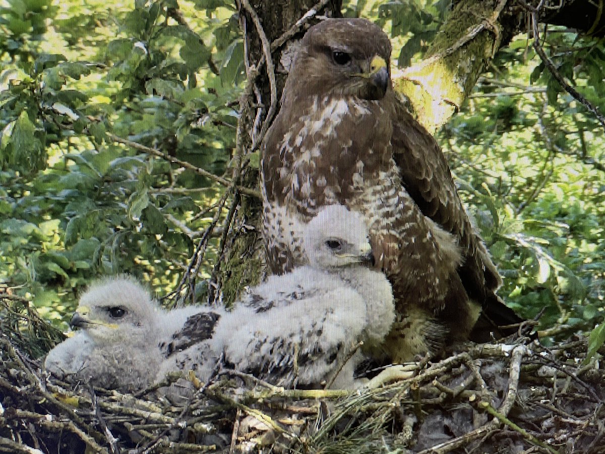 michaelastracha's tweet photo. Huge thank you to @FrankRGardner for his reports on raptor persecution on @BBCSpringwatch last 2 nights. So incredibly sad, while we are watching and celebrating birds of prey on our live cameras, others are brutally and illegally persecuting them. It has to stop. #springwatch https://t.co/MJjNOvlxRW