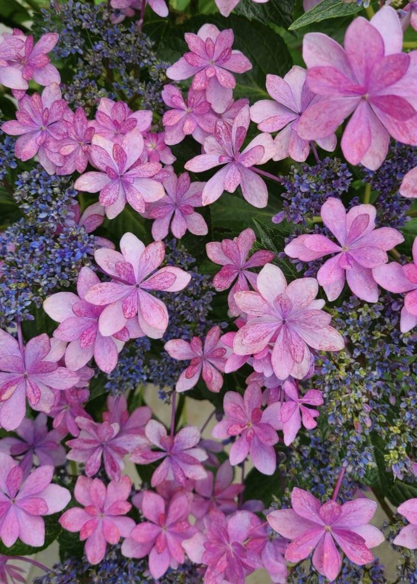 🌼 紫陽花 🌼 🩷🩷🩷 可愛く咲く🤗🩷🩷🩷