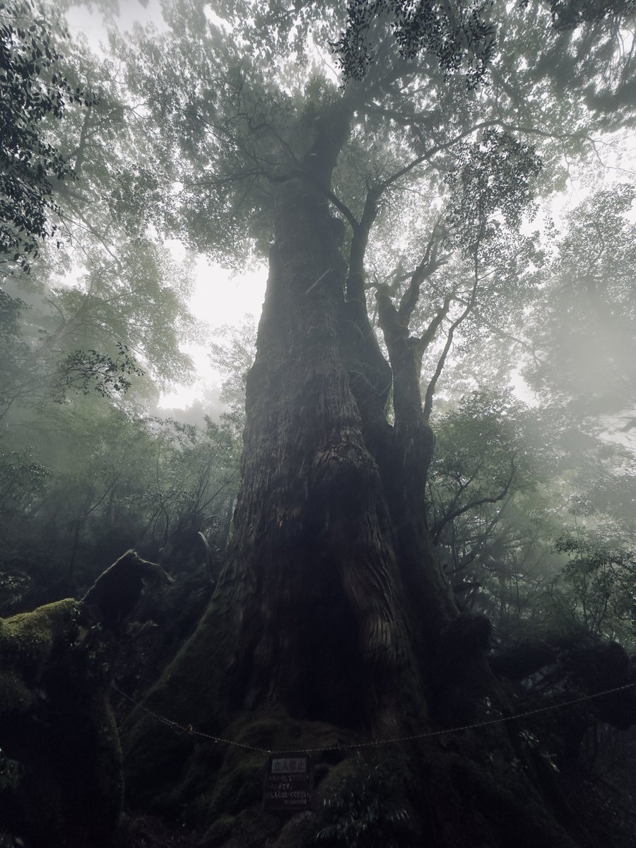 Bon mercredi depuis l’île de Yakushima au sud du Japon avec en photo un arbre de plus de 3000 ans au plus profond de la forêt dans une ambiance mystique !