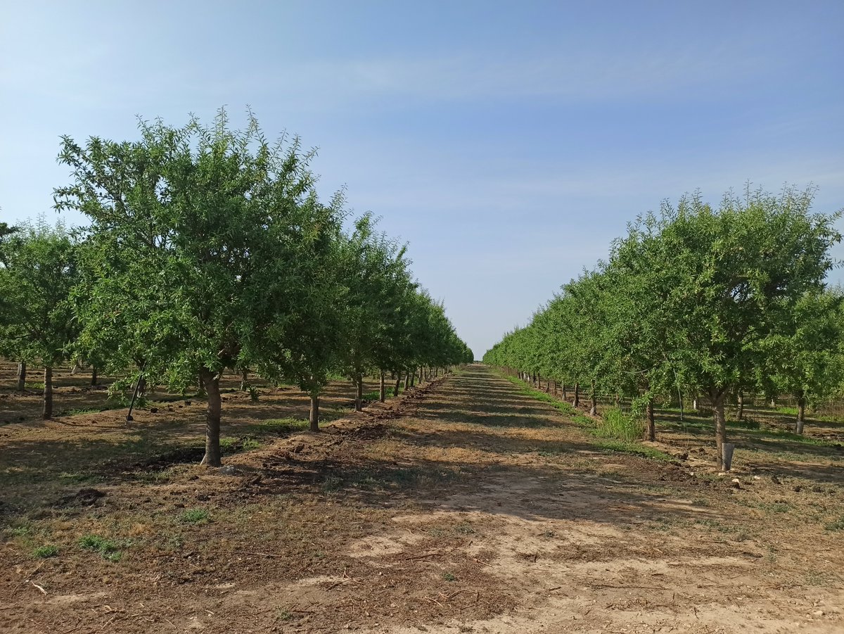 Disponible el informe sobre el estado de los #frutossecos 🥜🥜

web.redfara.es/wp-content/upl…