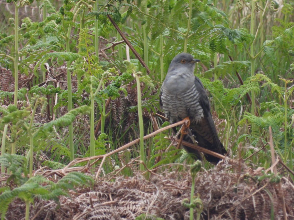 Found a new friend on Molland Common, Exmoor yesterday which is the impressively named Minotaur beetle. Some cuckoo too but less easy to photograph