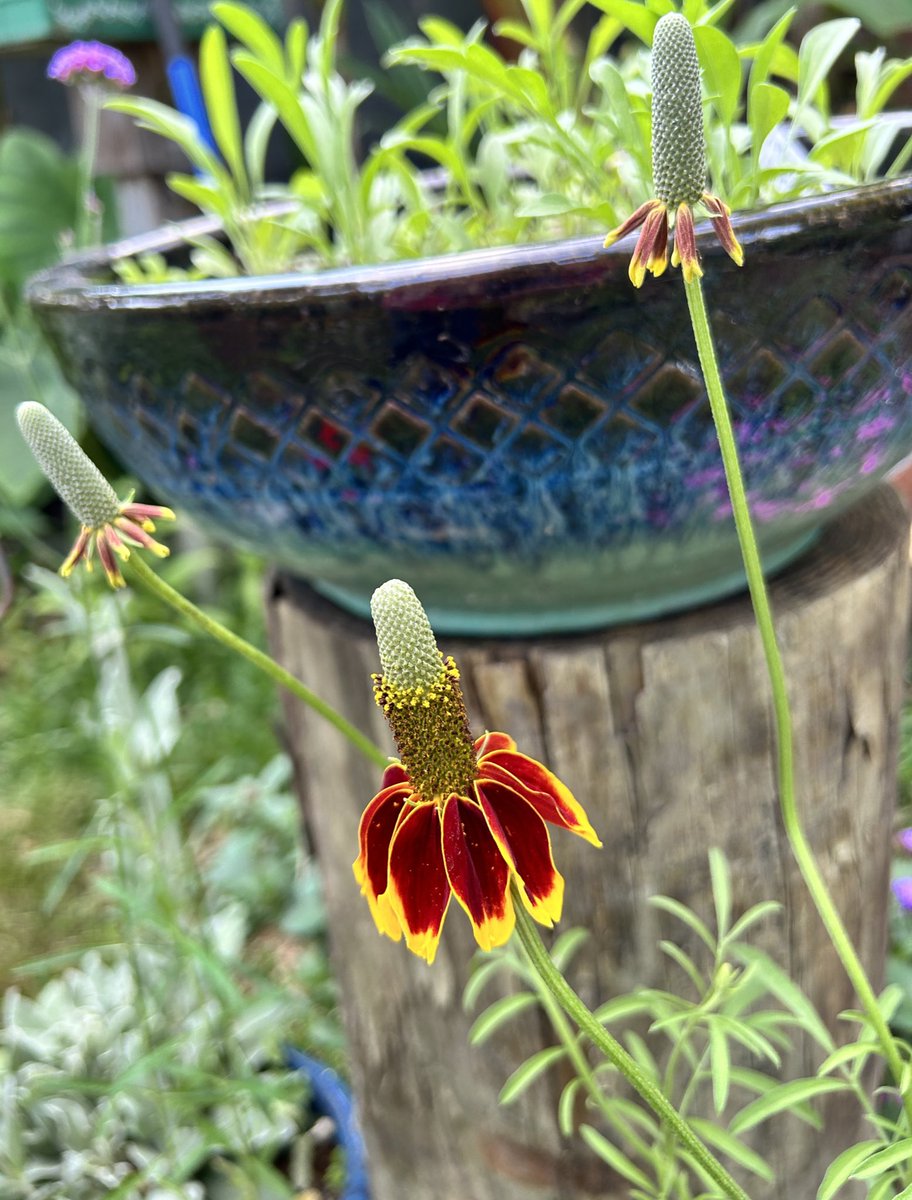 It’s MexicanHat time🎉I love this quirky little wildflower and started even more seed in March and divided my existing plants 🤩

#WildFlowers #DailyBotanicalBeauty #QuirkyFlowers #Flowers #GardeningTwitter #Gardening #MyGarden
