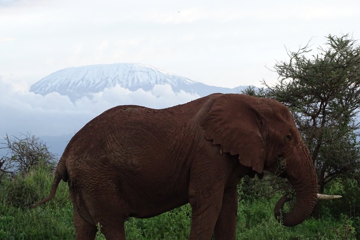 🌍Immerse yourself in the enchanting beauty of Amboseli National Park, where elephants gracefully coexist with Africa's majestic highest peak, Mt. Kilimanjaro. It's a sight that will captivate your soul! 🌿#kenya #elephants 
#AmboseliElephants #MountKilimanjaro  #Nature