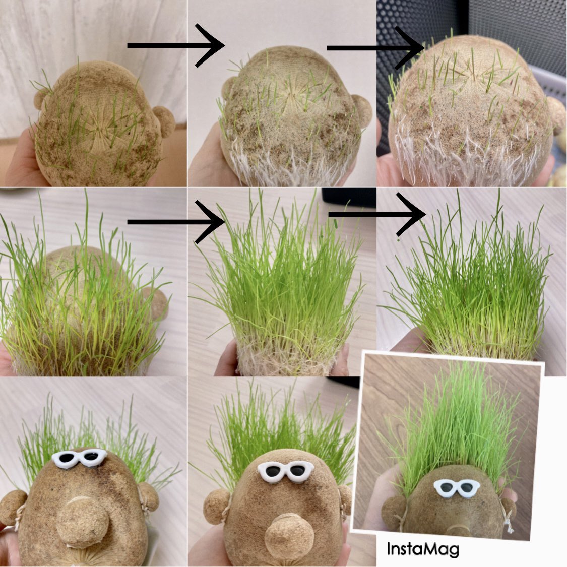 3D_TESKO's tweet photo. 歩@営業です。
オフィスの癒しとして大切に育ててきた #のびのびーくん
ついに散髪されました。
#TESKO #テスコ
#測量 #3D測量
#CAD #点群データ
#rtc360
#オフィス
#観葉植物 https://t.co/ksi0zFRlNu