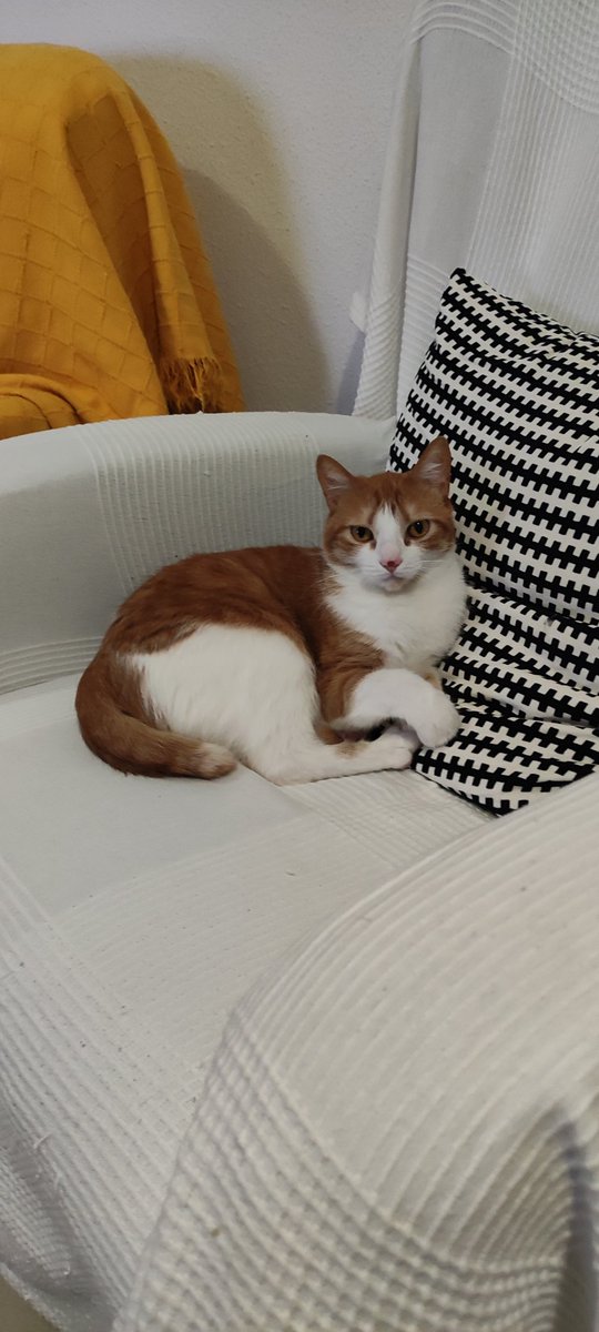 Ariishiia's tweet photo. @MsInefable Tenemos el mismo gato! https://t.co/Y3WdmrGM1Q