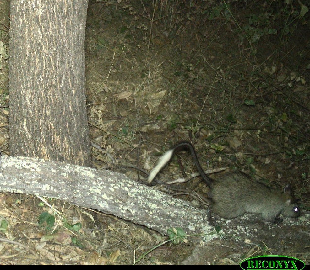 Another threatened species on Mt Gibson! A real thrill to find this Black-footed Tree-#rat on  the northern part of our Mt Gibson reserve. So far we have found these incredible animals in two seperate areas !

#FNQ #cameratrap