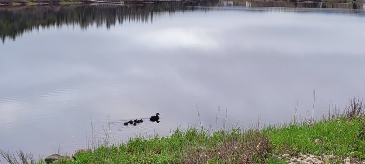 Riesa's turn for an early morning stroll. The ducklings are back 🥰
#OceanWalks
#GetMoving 
#GermanShepherd