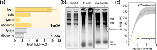 O_Borkowski's tweet photo. Cell-Free Expression System Derived from a Near-Minimal Synthetic Bacterium
https://t.co/ZGEHLdOu9c https://t.co/QFrmOqeG8f