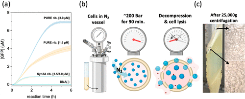 O_Borkowski's tweet photo. Cell-Free Expression System Derived from a Near-Minimal Synthetic Bacterium
https://t.co/ZGEHLdOu9c https://t.co/QFrmOqeG8f