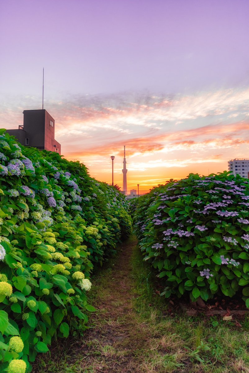 夕空×スカイツリー×紫陽花＝最高‼️