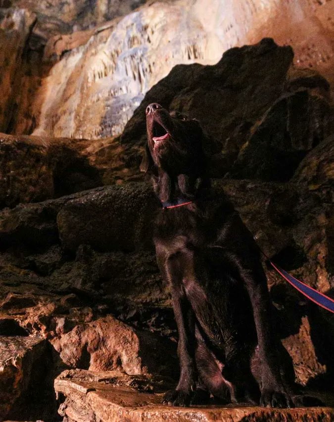 Dogs are very welcome at Cheddar Gorge & Caves to join you for a fun filled family day out!
weacceptpets.co.uk/bus/cheddar-go…
#cheddargorge #cheddarcaves #dogfriendly #familydayout #dogfriendlydayout 
@CheddarGorge_