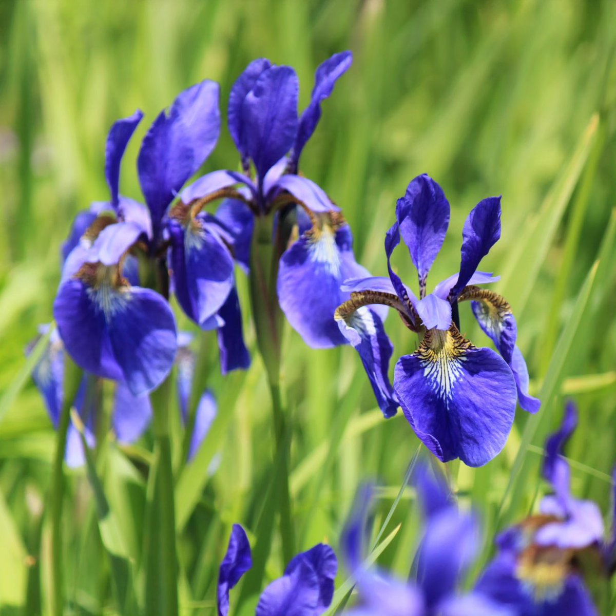 ノアヤメ🌼畑にて満開です。
Iris sanguinea
2023.6.3

#Irissanguinea #Iris #アヤメ  #flower #plants #wildflower #wildplants #perennialplants #nature #shioukan #山野草 #宿根草 #多年草 #花 #紫桜館 #しおうかん