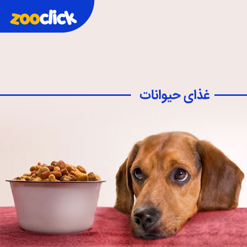 zooclick's tweet photo. پت شاپ زوکلیک  فروشنده #غذای_حیوانات جوندگان ، خرندگان و پرندگان . غذا های خشک و مرطوب گربه، تشویقی #گربه، غذای خشک و مرطوب  سگ ، تشویقی #سگ، غذا های درمانی و دارویی سگ و گربه ...

https://t.co/lATdgFBbXW

پشتیبانی #زوکلیک 👇👇
09902177725📱
02122210188 📞 https://t.co/Dj2jl0583S