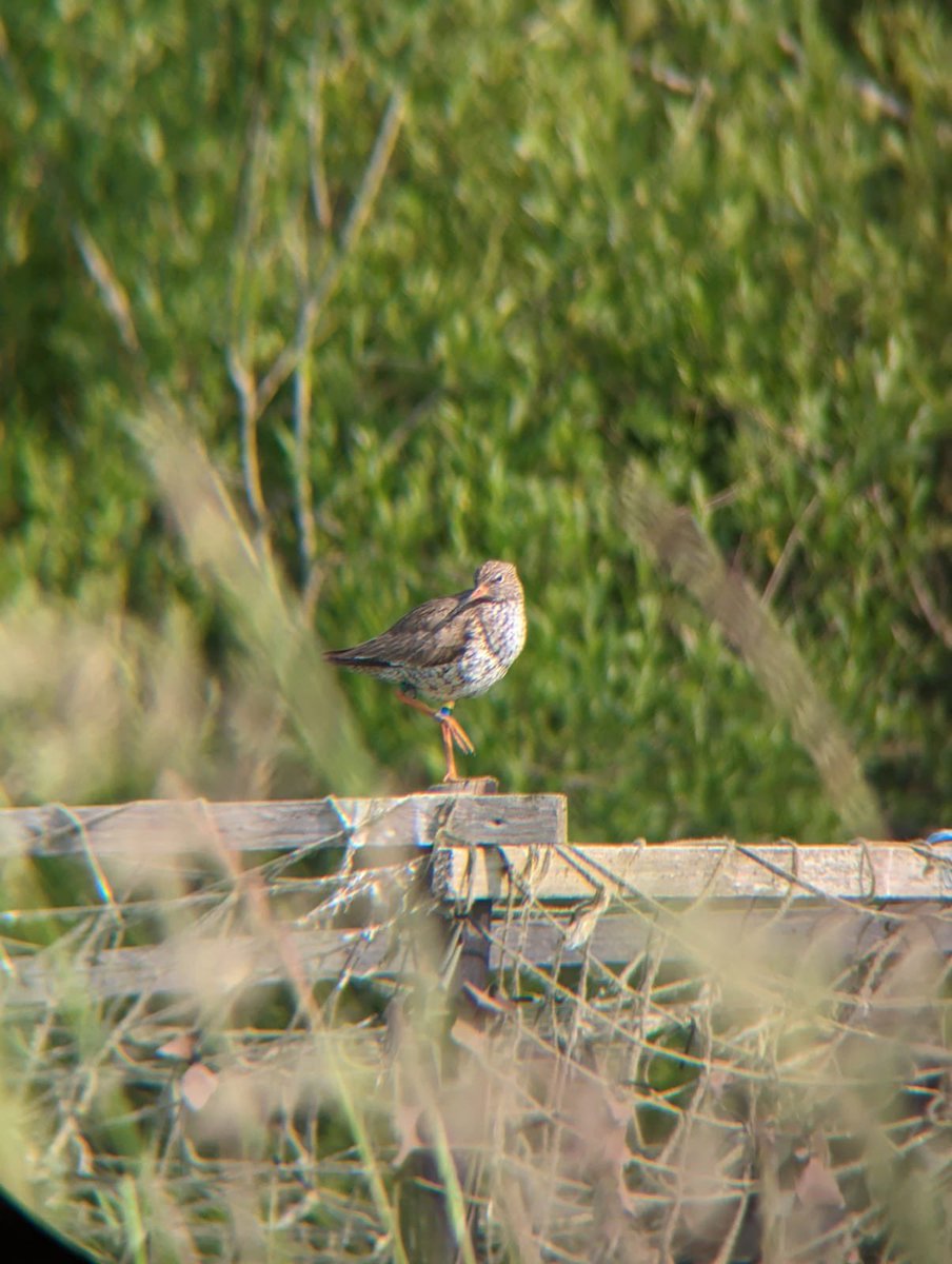 First confirmed successful breeding of a Avon Valley redshank chick from 2021, now with big chicks of her own only a few fields across from where she hatched! #conservation #ornithology @GWCTScience