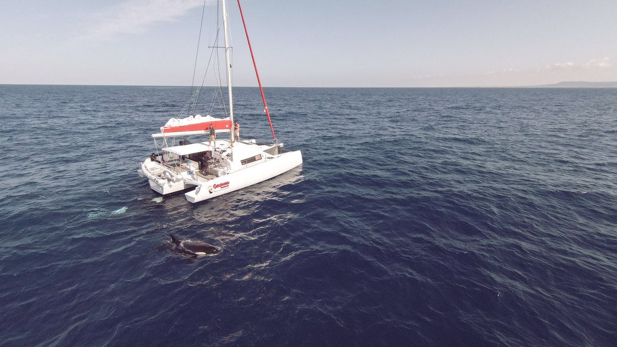 SailEazy's tweet photo. Rencontre avec les orques en NEEL 43.
48h après le départ de Cascais pour une navigation jusqu’à Marseille, 2 nuits de quarts et un équipage bien rodé, nous avons subit une attaque d'orques. 

#orca #orcagladys https://t.co/aHVKbZfDIU