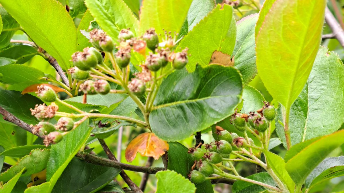 You can really see the amazing #Aronia berries starting to form where the blossom bloomed just a few weeks ago! 

#aroniaberries #horticulture #kent #welllness
