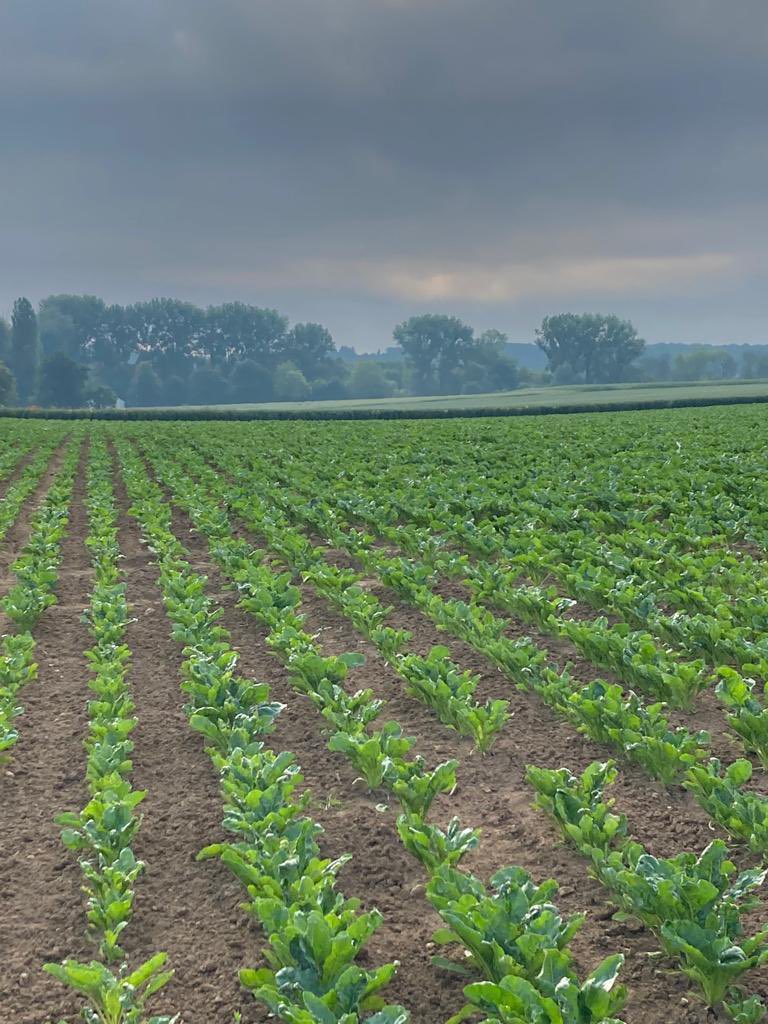 Zuckerrüben am Morgen 😃
<a href="/zuckerverbaende/">Zuckerverbände</a> <a href="/Bauern_Verband/">Deutscher Bauernverband e.V.</a>