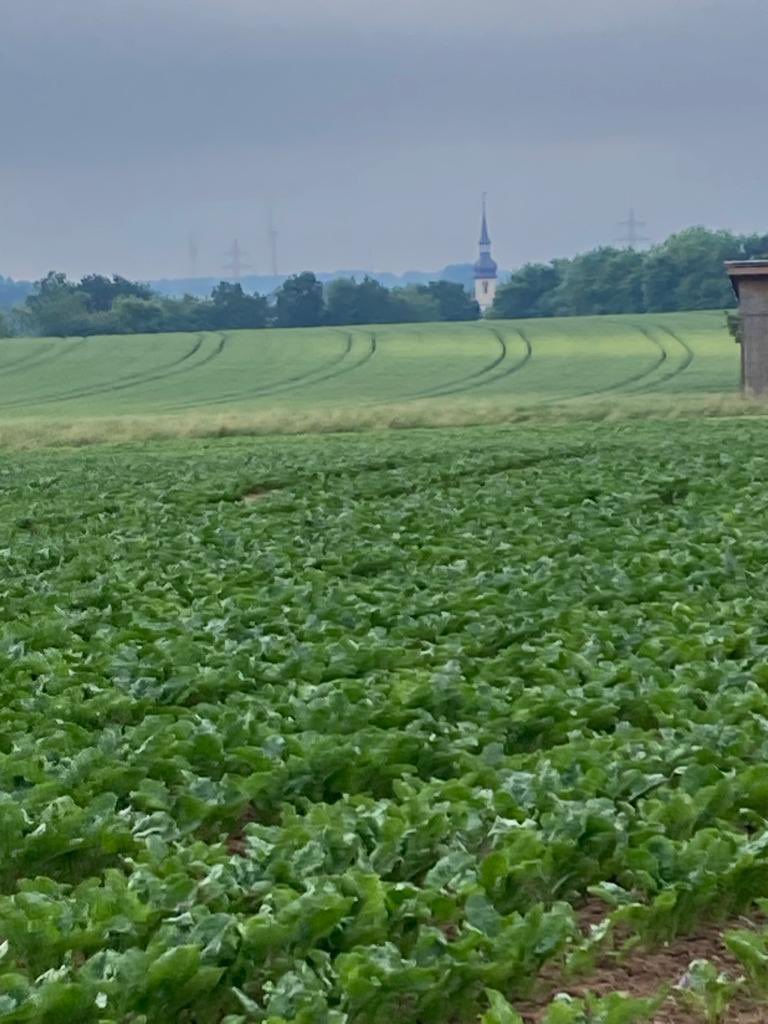 HedrichJudith's tweet photo. Zuckerrüben am Morgen 😃
@zuckerverbaende @Bauern_Verband https://t.co/Gd3r72UXF2