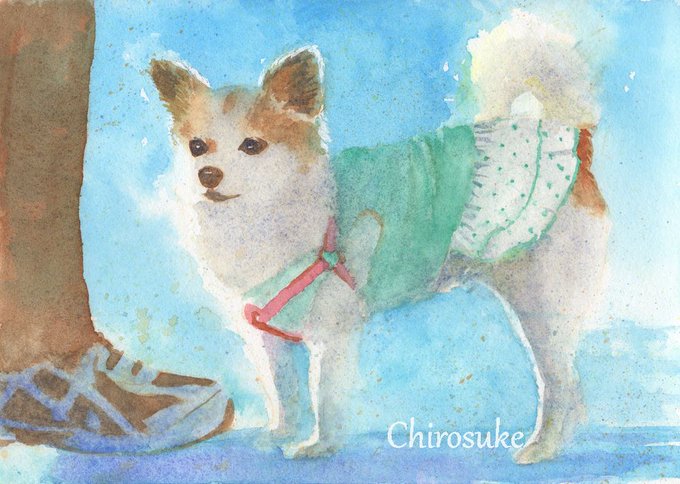 「outdoors shiba inu」 illustration images(Latest)