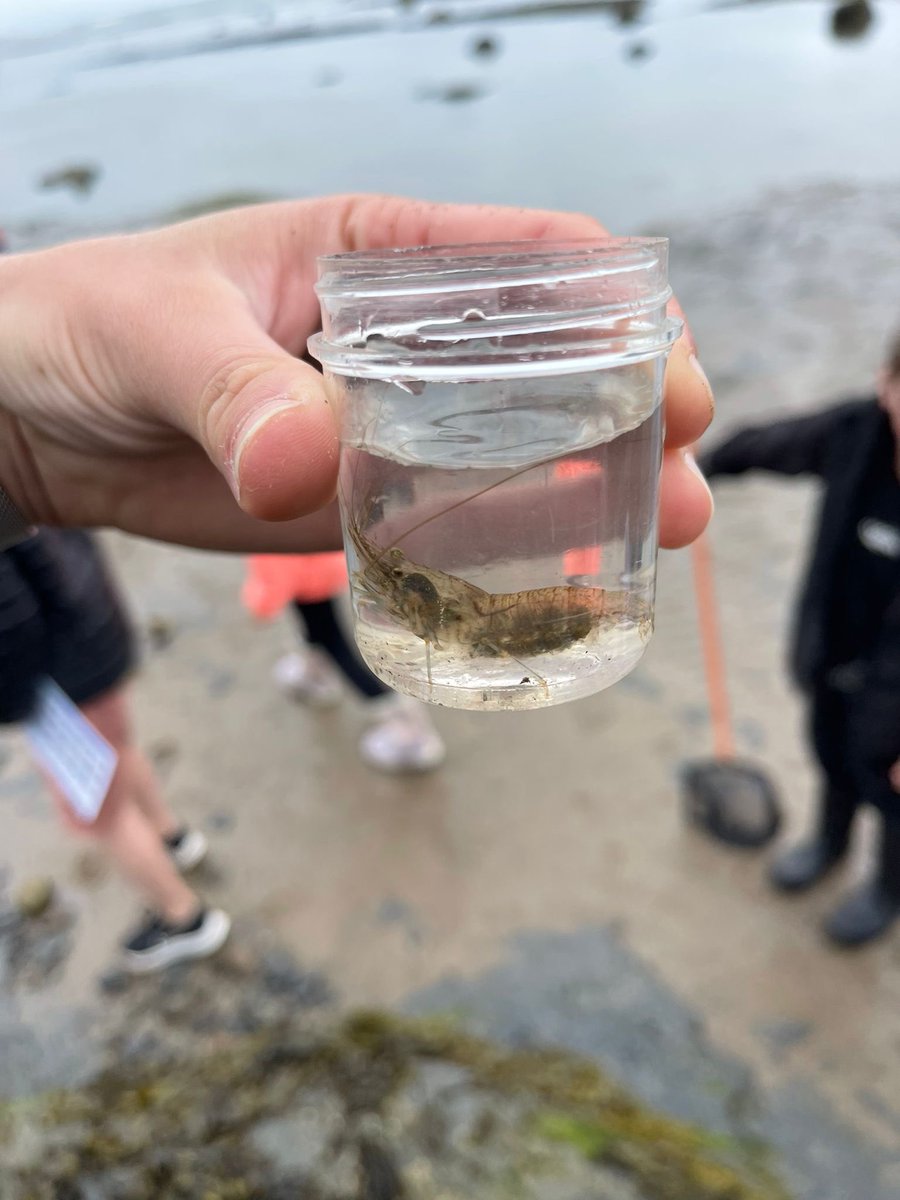 Lakeside_school's tweet photo. Loving life at the beach #RHB #rockpoolfun https://t.co/ztmst1Nmu2