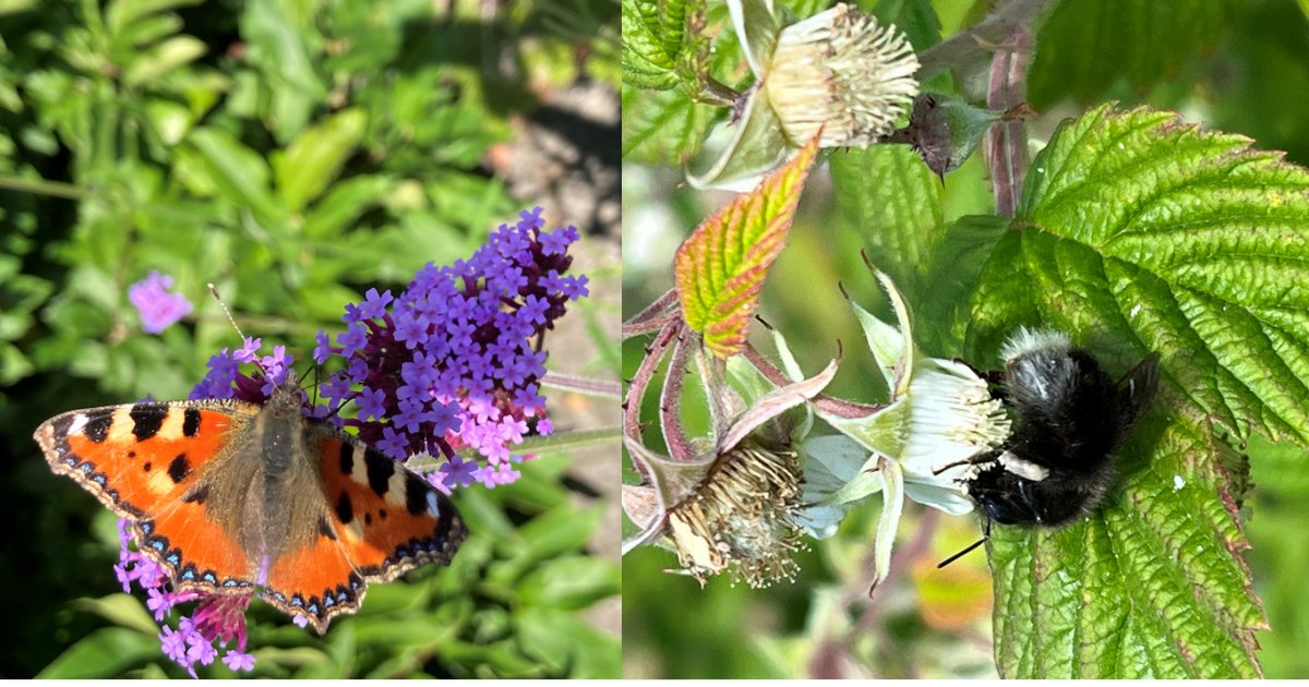 NorthSeaRegion's tweet photo. It is the #EUgreenweek and in the #NorthSeaprogramme we are lucky to have several projects helping the biodiversity: One exampe is the Biodiverse Cities project - check it out here https://t.co/l9WGU0tqkn https://t.co/x9j78HrVn1