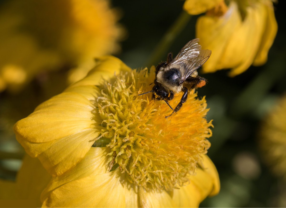 Check out Laura's paper on how spiny pollens from different species in the sunflower family reduce parasite infection in the common eastern bumble bee!

<a href="/CNS_UMass/">College of Natural Sciences at UMass Amherst</a> <a href="/UMassECo/">ECo at UMass Amherst</a> <a href="/chickpeaman/">Phil Stevenson</a> <a href="/HaukeKoch/">Hauke Koch</a>

PLS: buff.ly/43prZOb
Paper: buff.ly/43qXwzj

Credit: Joel Brown