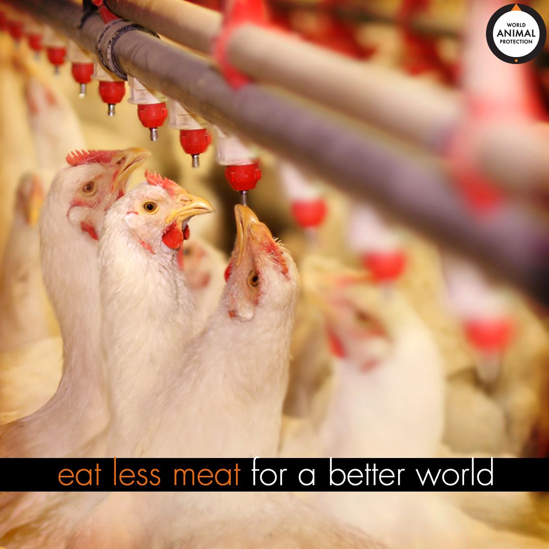 Your eating choices affect animals around the world. 
Pledge with us: buff.ly/3BUeIi3 
#eatbetter #adaptgreen #EatLessMeat #ChangeLivesForever #health #plantbasedfood 
#healthyfood #healthylifestyle #organic #crueltyfree #food #glutenfree #plantbaseddiet #nutrition