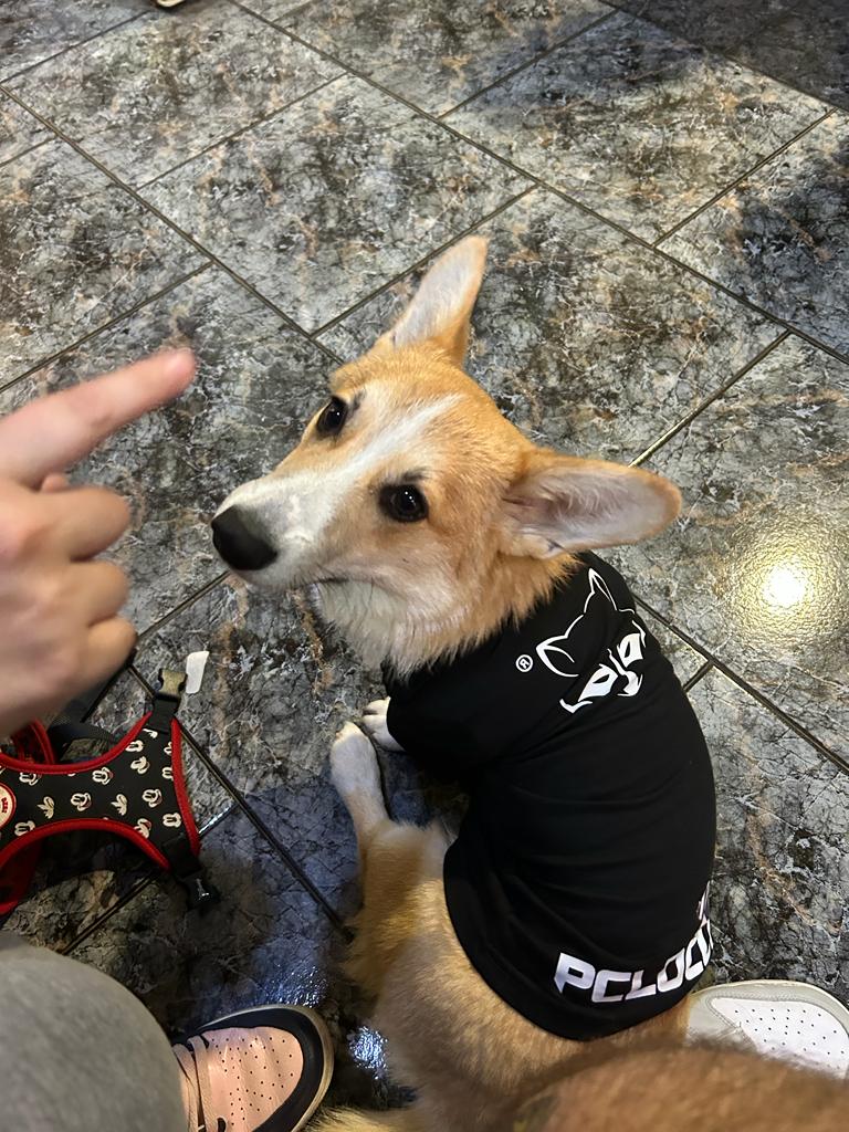 Maria_24_1's tweet photo. @DreamHackSpain para cuando un huequito LAN Petfriendly? Por aquí todo preparado #DreamHackVLC #DreamHackVLC23 https://t.co/32y1BpIUTp