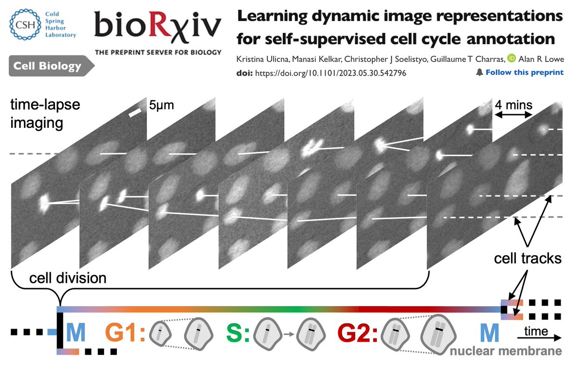KristinaUlicna's tweet photo. After years of hard work @UCL &amp; @TuringInst👩‍💻, I'm proud to share the final pieces of my #PhD in our recent @biorxivpreprint📜!
Enjoy reading about our #AI-driven framework🔬 to quantitatively follow continuous processes🧫 in single-cell trajectories🦠
https://t.co/mmIdlMcJD4🧵👇 https://t.co/ojQez0lR1T