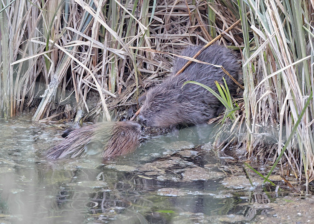 Hawkandowluk's tweet photo. New arrivals at Sculthorpe.
In April 22, Eurasian beavers were released at Sculthorpe Moor Nature Reserve as part of Defra's green fund.
We are delighted to announce that 2 baby beaver kits have been seen for the first time.
#greenrecoverychallengefund #beavertrust https://t.co/YYbqdu1soz