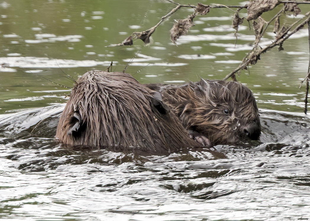 Hawkandowluk's tweet photo. New arrivals at Sculthorpe.
In April 22, Eurasian beavers were released at Sculthorpe Moor Nature Reserve as part of Defra's green fund.
We are delighted to announce that 2 baby beaver kits have been seen for the first time.
#greenrecoverychallengefund #beavertrust https://t.co/YYbqdu1soz