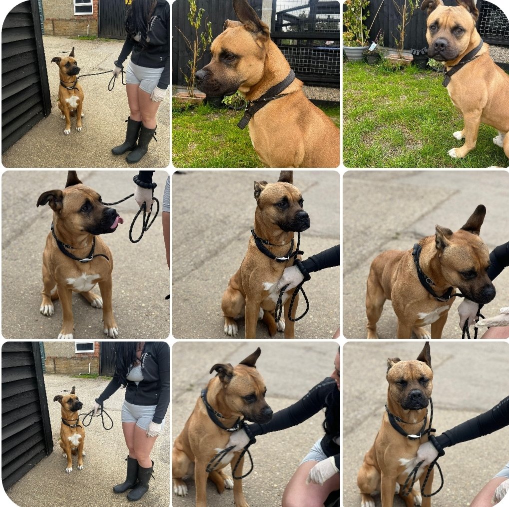 Five days to find a home for these lovely boy