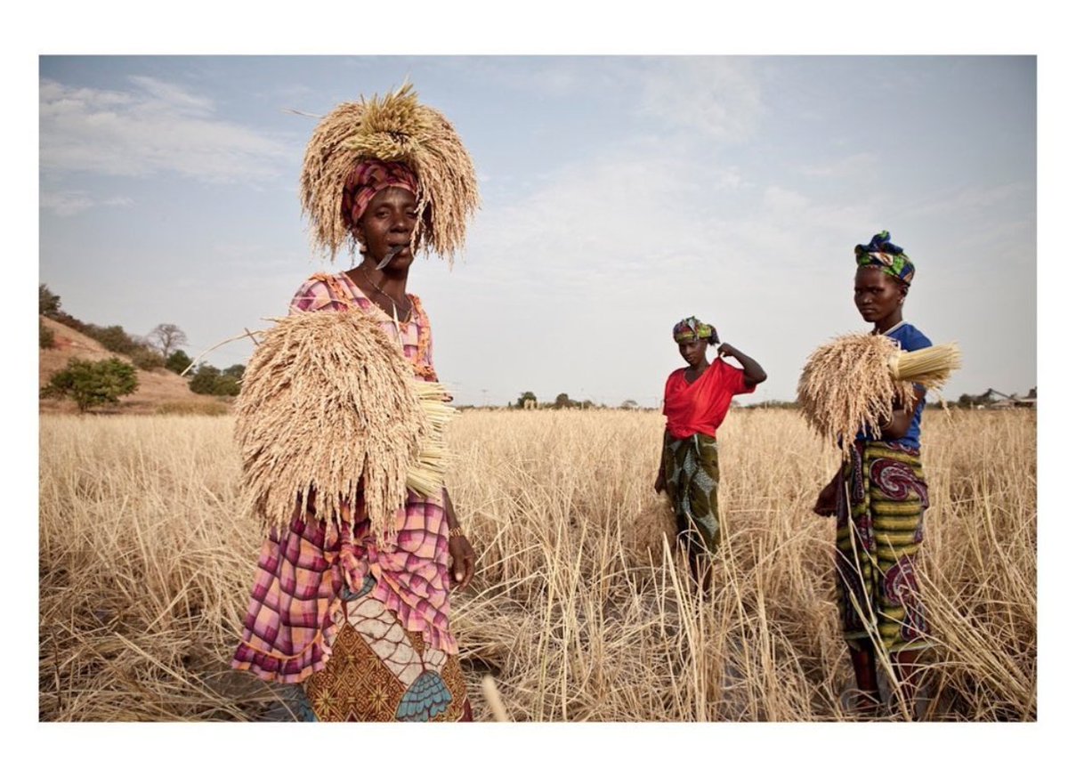 ‘The Rice Ladies’ - as featured in National Geographic Travel (Oct 2021). Limited edition fine art #photographyprints © Jason Florio, 2013 @floriophotoNYC 
instagram.com/jasonflorio_ph…
#DocumentingGambia #Everydayafrica