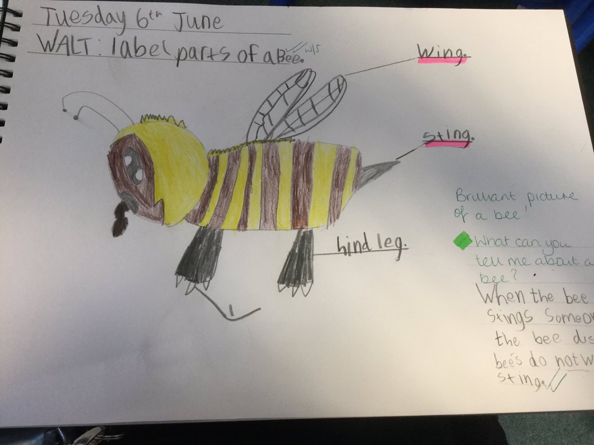 Cardiff2021's tweet photo. Great work yesterday observing our bees then drawing and labelling them! @LlanmartinPrim #ecofriendly #bees #ethicalinformedcitizens https://t.co/wP7nzs8Zm3