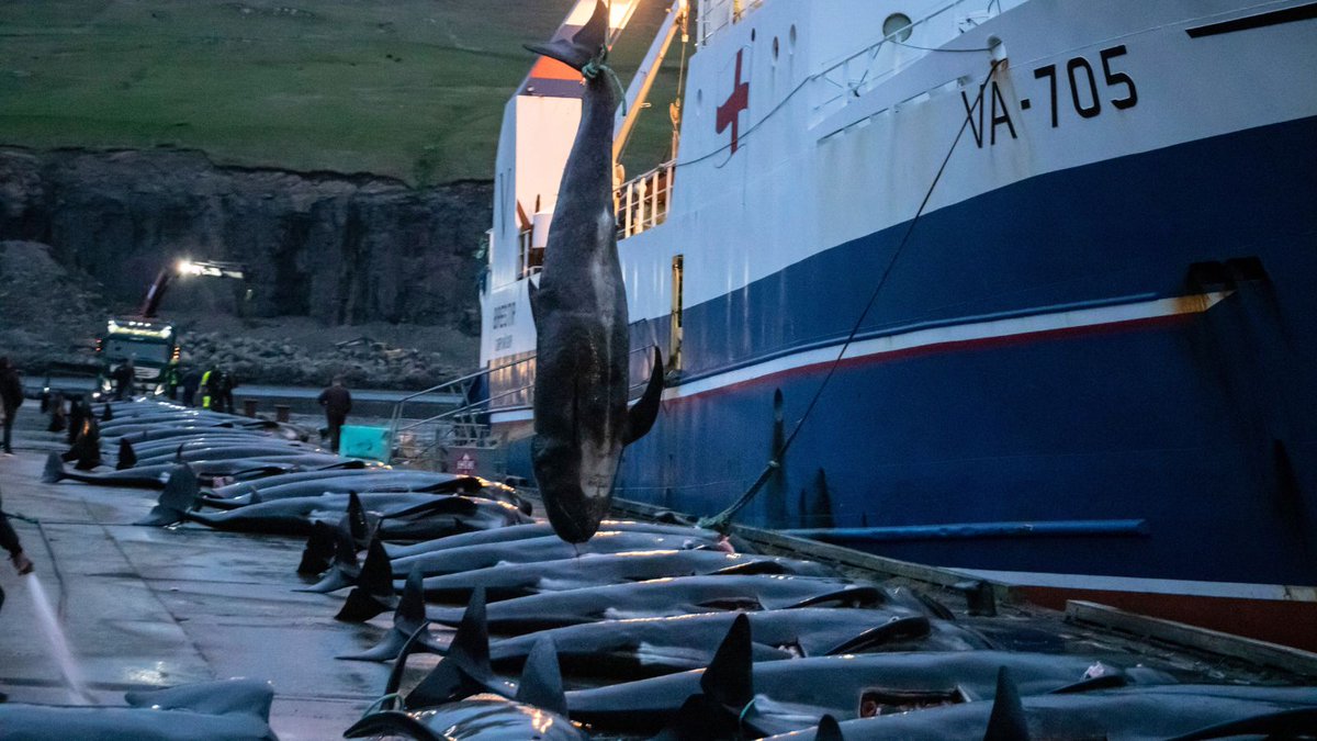 🔴BREAKING NEWS - The third kill of 2023 was called last night in the #FaroeIslands.
63 whales, including pregnant females and their foetuses, 6 juveniles and 2 very young calves had their lives taken.
Since May 131 pilot whales have been killed - this has to stop.

#StopTheGrind