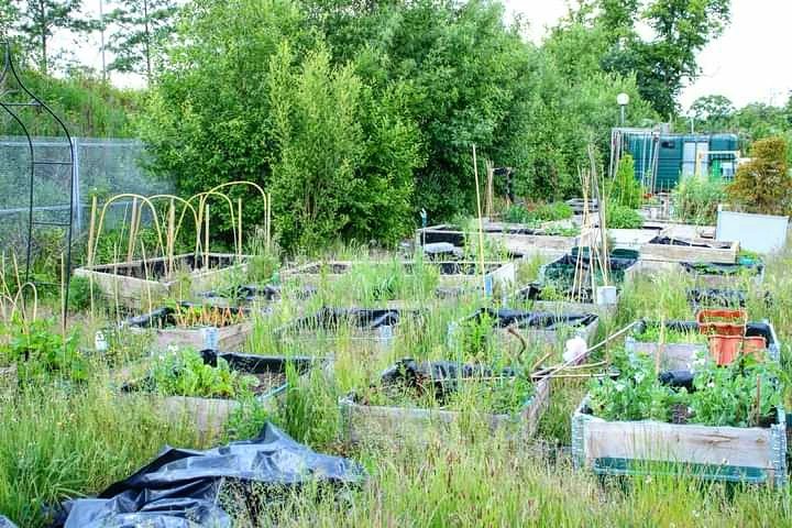 @slowfoodscot members met last Sunday to discuss local initiatives and the future of the organisation. The event took place at @LocavoreCIC organic growing site in Bellahouston Park: it couldn't have been a better setting for a Slow Food roundtable!