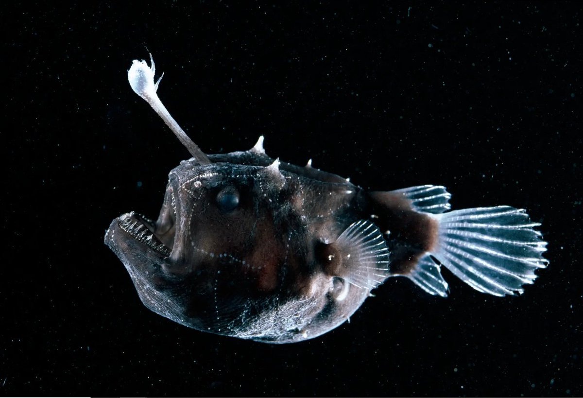 BSC_CNS's tweet image. 🌊🖼Y el investigador @jOceanSan participará en Sónar+D para explicar su experiencia en procesos de cocreación con artistas para repensar observaciones oceanográficas desde un punto de vista estético y  conceptual

#sonar30 #sonarplusd @sonarplusd 
📸🐟@WHOI