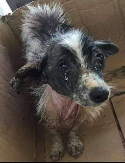 Cats_dogs_kit's tweet photo. They said I will not get any like because I am ugly ,is that true
#dogs #DogsofTwittter #Cats_dogs_kit #DogsOnTwitter #puppy #puppylove https://t.co/OJVSQ4Qw9U