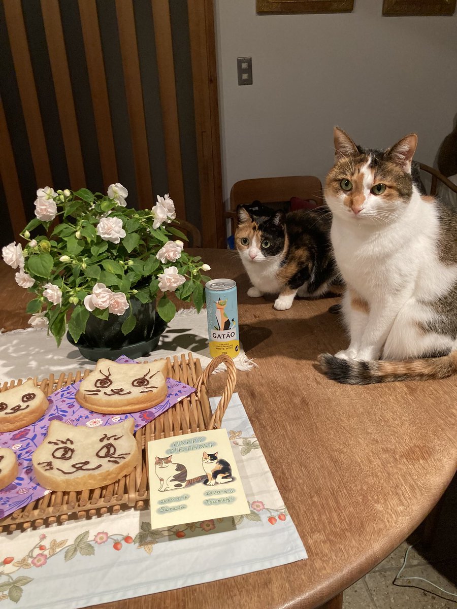 maya_szk's tweet photo. 2023/06/06で推定三歳を迎えた更紗ちゃんと紬ちゃんの二匹🐈🐈
手作り猫用ゼリーとチョコの掛かっていない���分の手作りねこ食パンでお祝いしました🎉✨
#三毛猫
#縞三毛
#縞三毛猫更紗と三毛猫紬 https://t.co/6u2eFh6tq0