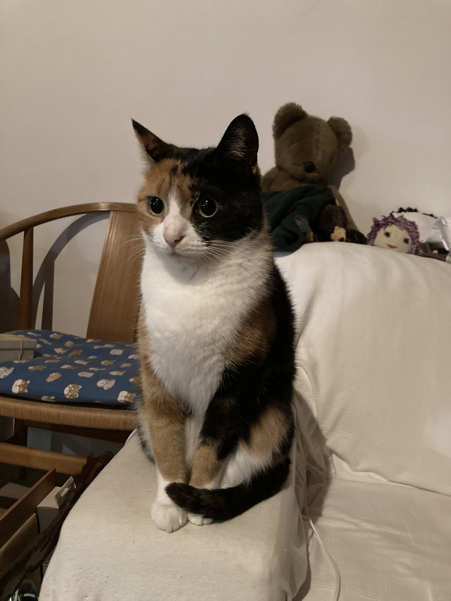 maya_szk's tweet photo. 2023/06/06で推定三歳を迎えた更紗ちゃんと紬ちゃんの二匹🐈🐈
手作り猫用ゼリーとチョコの掛かっていない���分の手作りねこ食パンでお祝いしました🎉✨
#三毛猫
#縞三毛
#縞三毛猫更紗と三毛猫紬 https://t.co/6u2eFh6tq0