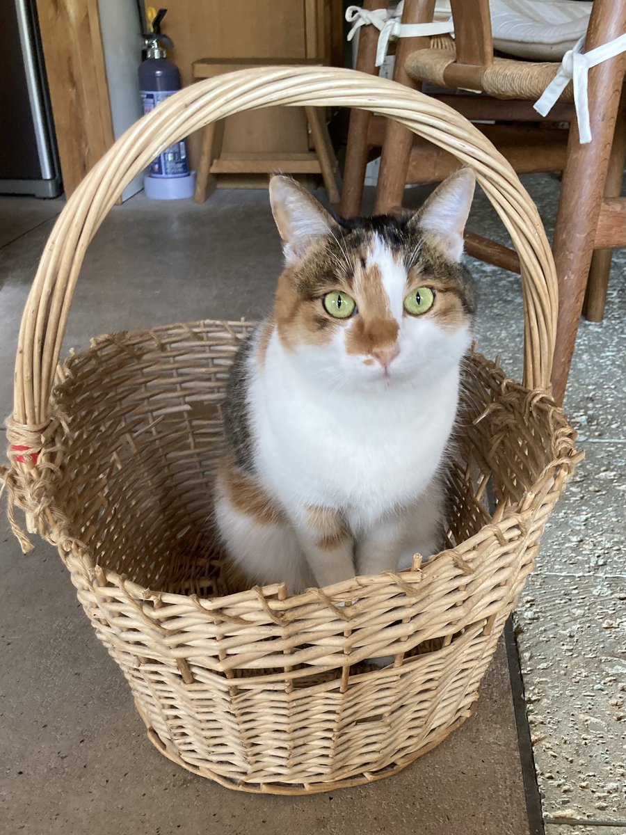 maya_szk's tweet photo. 2023/06/06で推定三歳を迎えた更紗ちゃんと紬ちゃんの二匹🐈🐈
手作り猫用ゼリーとチョコの掛かっていない���分の手作りねこ食パンでお祝いしました🎉✨
#三毛猫
#縞三毛
#縞三毛猫更紗と三毛猫紬 https://t.co/6u2eFh6tq0