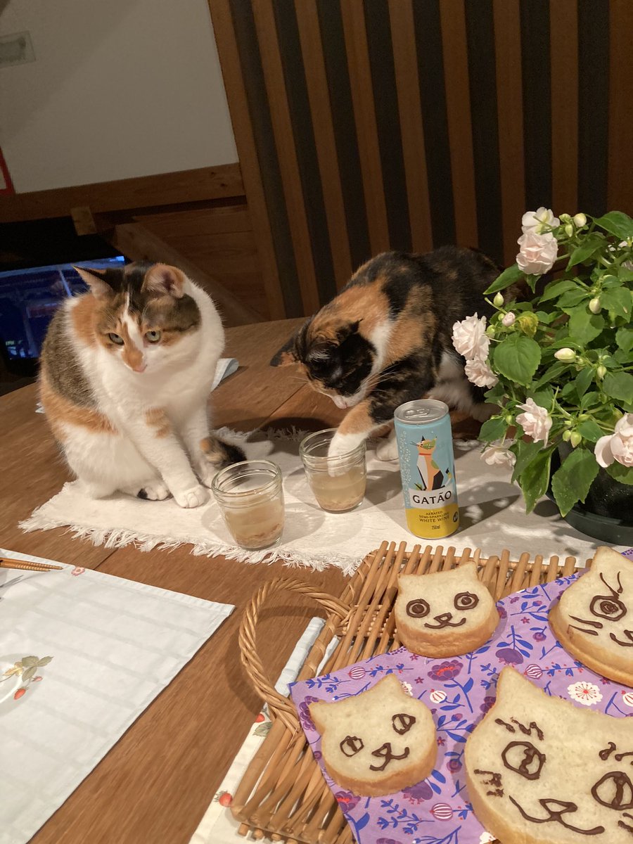 maya_szk's tweet photo. 2023/06/06で推定三歳を迎えた更紗ちゃんと紬ちゃんの二匹🐈🐈
手作り猫用ゼリーとチョコの掛かっていない���分の手作りねこ食パンでお祝いしました🎉✨
#三毛猫
#縞三毛
#縞三毛猫更紗と三毛猫紬 https://t.co/6u2eFh6tq0