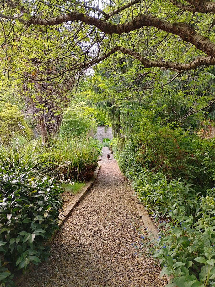 TCBotanicGarden's tweet photo. Our 2nd 🌼open garden🌼day tomorrow Jun08 for 
@tcddublin community *and friends* ...come for a relaxing wander and morning coffee☕️or bring your lunch - more at https://t.co/U0yUu08ngL
@TCD_NatSci
@TCD_Headspace  
@tcdbotsoc 
@TCD_Envirosoc 
@TCDSense 
@TCDHealthP https://t.co/h22bSPhkEy